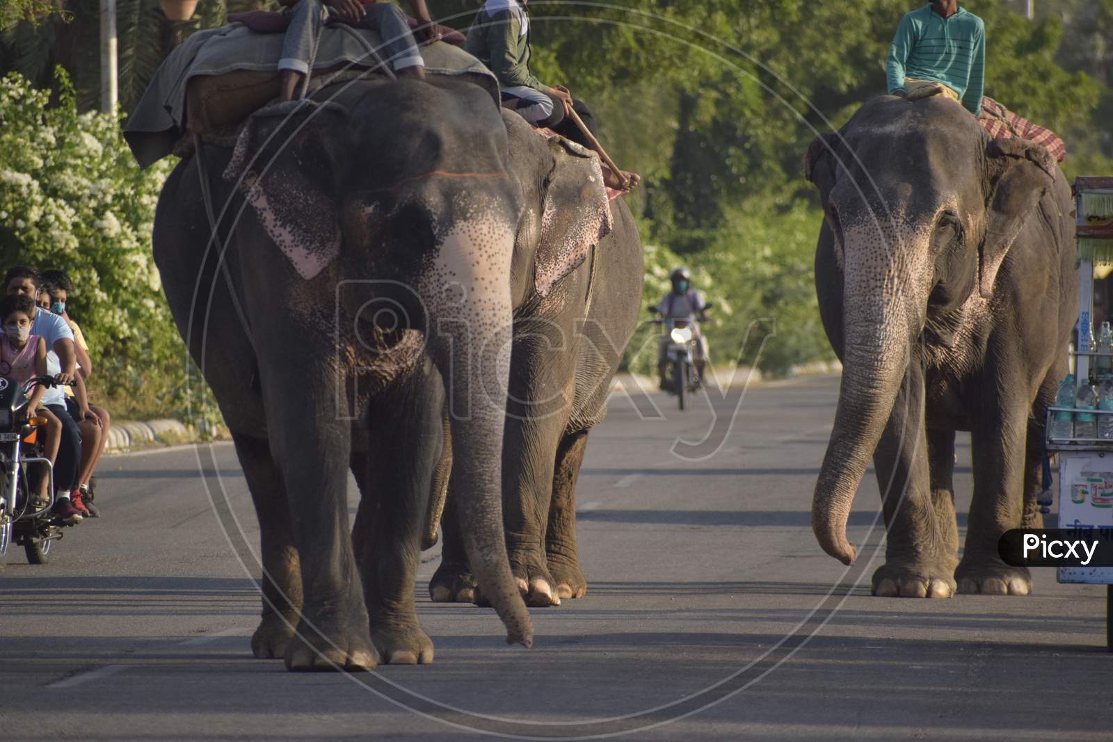 Asian elephant in jaipur