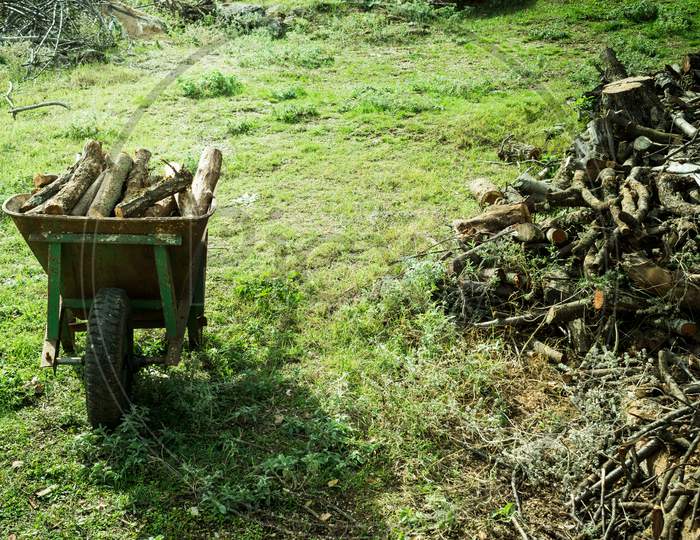 An Old Rusty Wheelbarrow Loaded With Dry Chopped Firewood In A Pile Stands On The Ground Against A Background Of Stacked Logs And Green Grass.