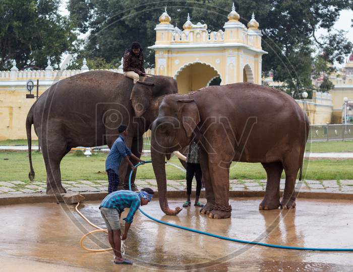 Mahouts or Elephant Handlers seen with the Pachyderms in the water pond inside Palace premises during the Dasara Festival at Mysuru in Karnataka/India.