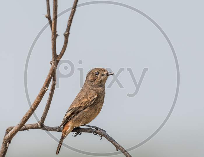 Female Pied Bushchat Perched And Watching