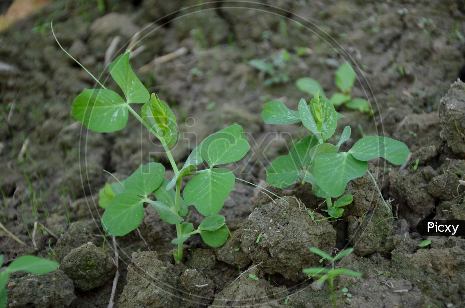 The Small Ripe Green Peas Plant Seedlings In The Garden.