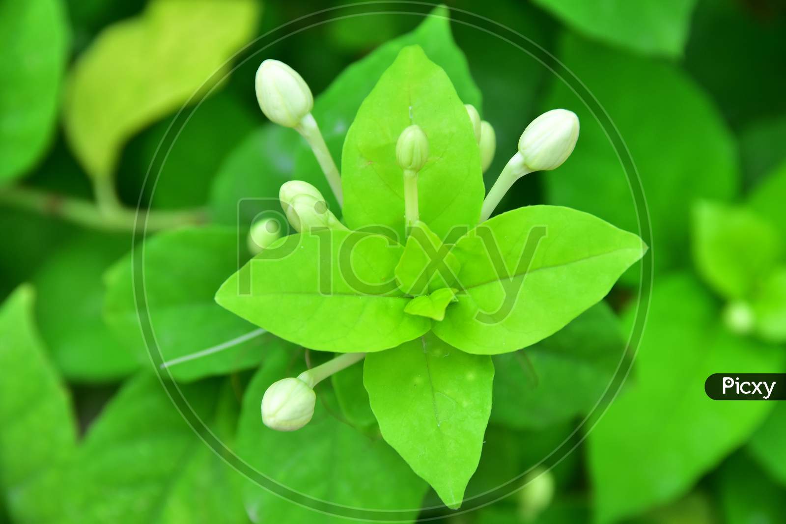 Jasmine Flower with leaf