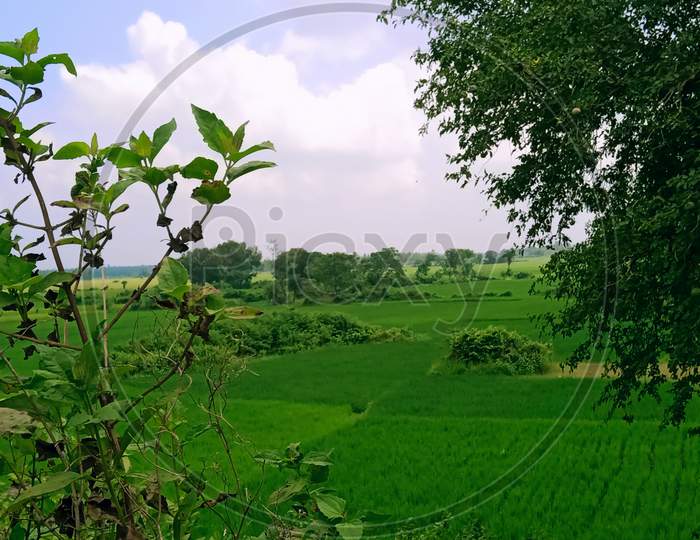 Green Paddy Field in Natural Reserve