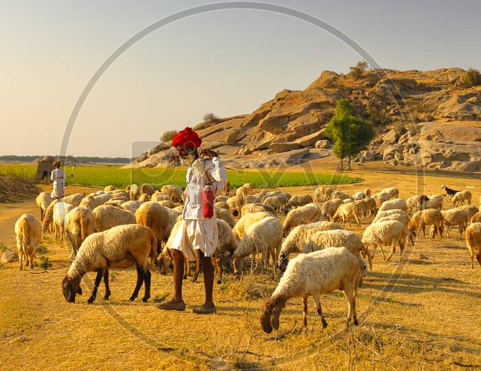 image of a Shepard walking with his cattle grazing in the grasslands at Jawai in rajasthan India