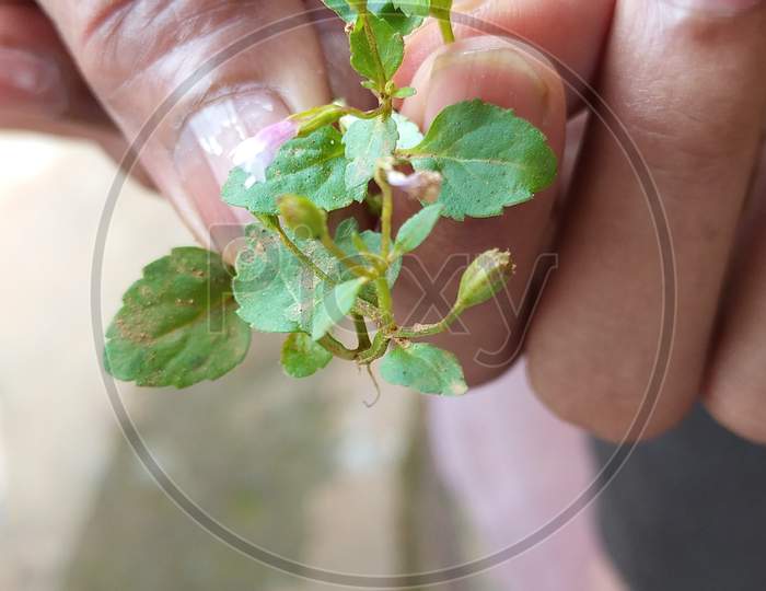 Closeup View Of Two People Holding A Small Plant