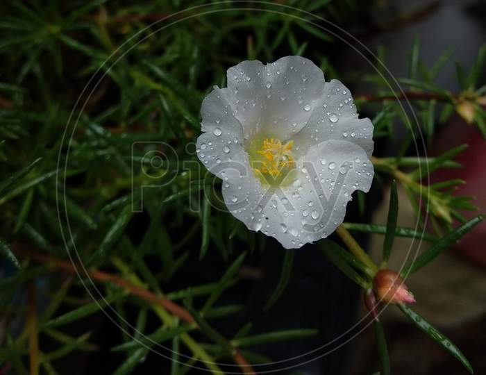 Moss rose with water drops