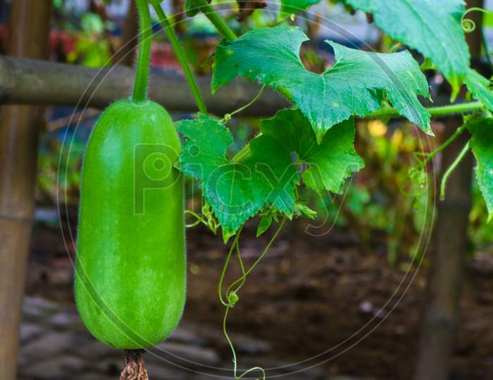 Chalkumra/Jali English Name Of Ash Gourd/ White Gourd, Botanical Name Benincasahispida B. Carifea.