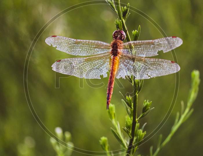A closeup of a dragonfly with open wings on a leaf