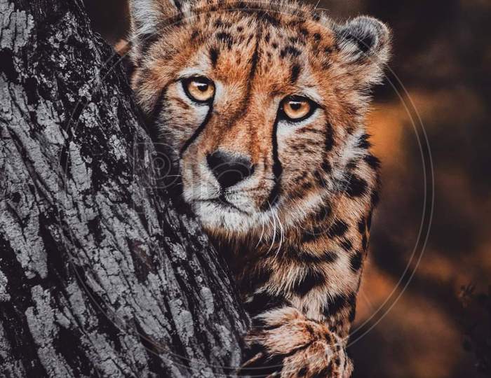 Close up face of a little cheetah