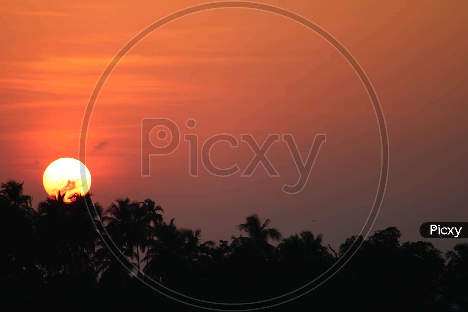 sunset photography with coconut trees