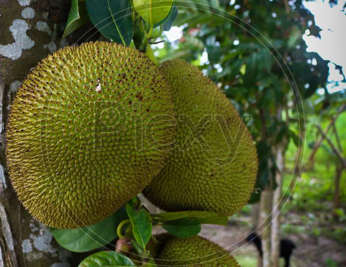 The Jackfruit (Artocarpus Heterophyllus), Also Known As Jack Tree, Is A Species Of Tree In The Fig, Mulberry, And Breadfruit Family (Moraceae).