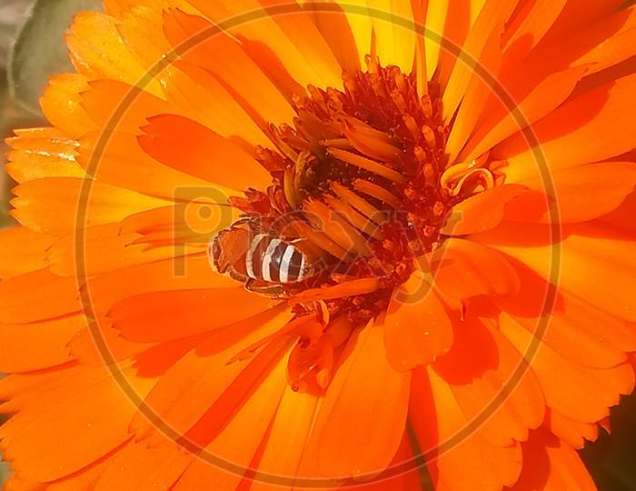 Calendula,marigold ,, orange flower, honey bee