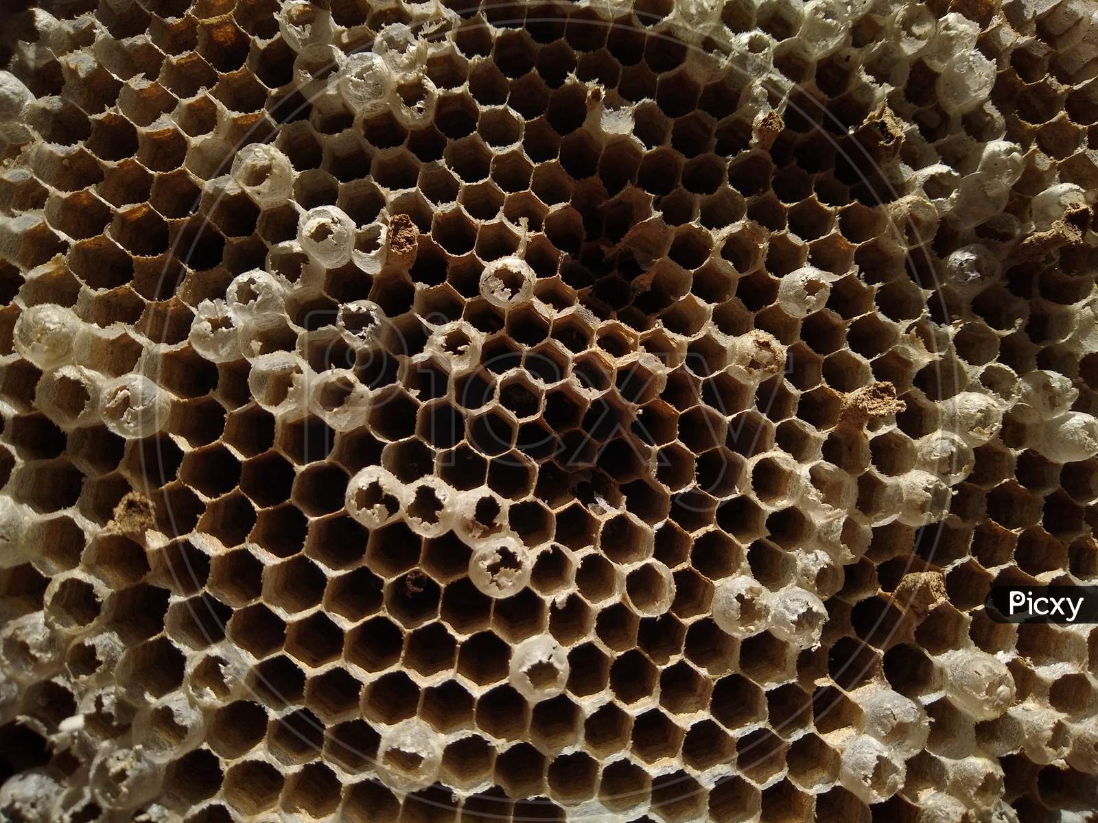 Honey comb, close-up view of the beehive