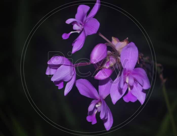 violet Flowers