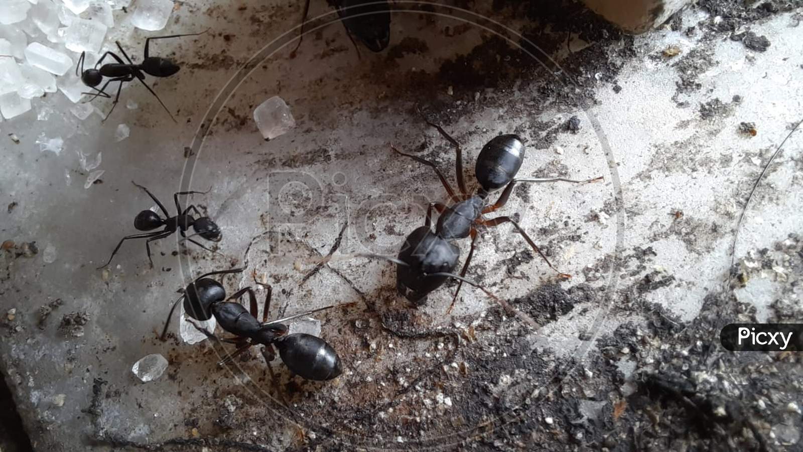 Macro photography of ants eating sugar