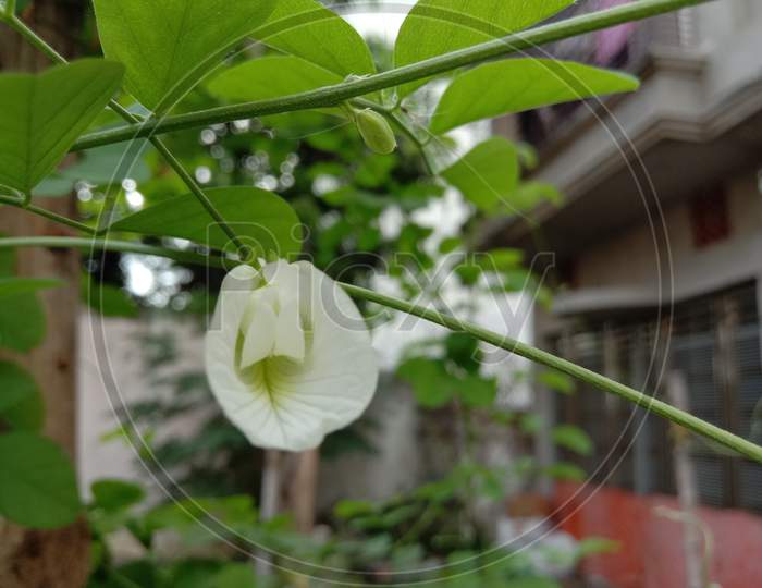 White Colored Flower With Green Tree