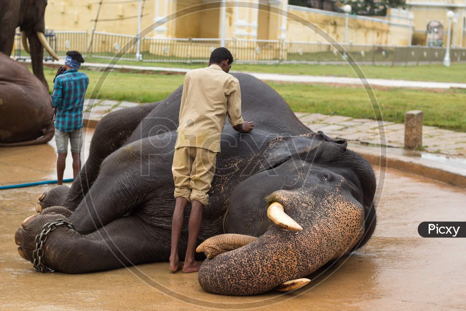 A Royal Elephant is being Massaged  by the Mahout inside Palace premises during the Dasara Festival at Mysuru in Karnataka/India.