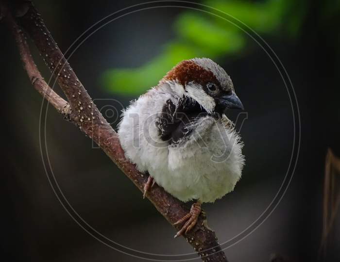 Male sparrow