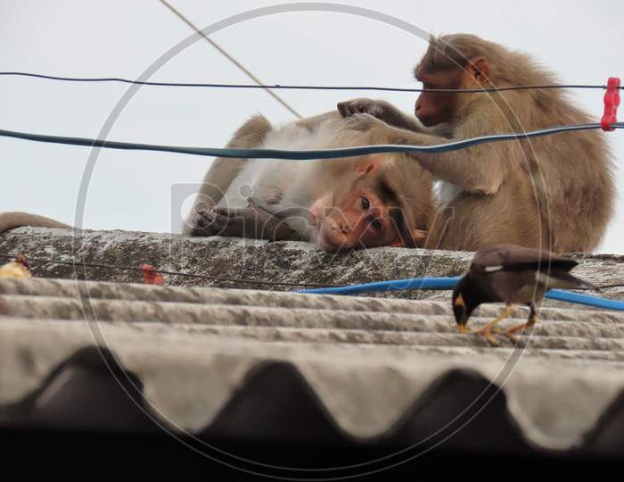 Two Monkeys Sit On The Roof And Insects Emerge From The Hair, Concept To Animals Promoting Mutual Love