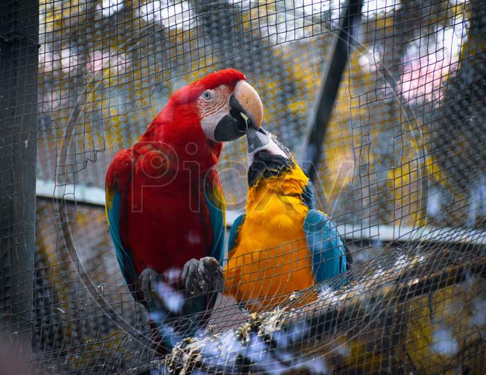 Macaws feeding each other