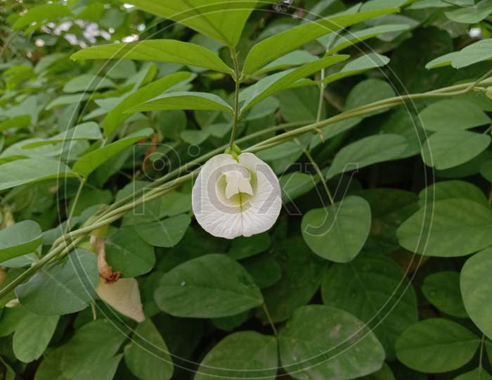 White Colored Flower With Green Tree