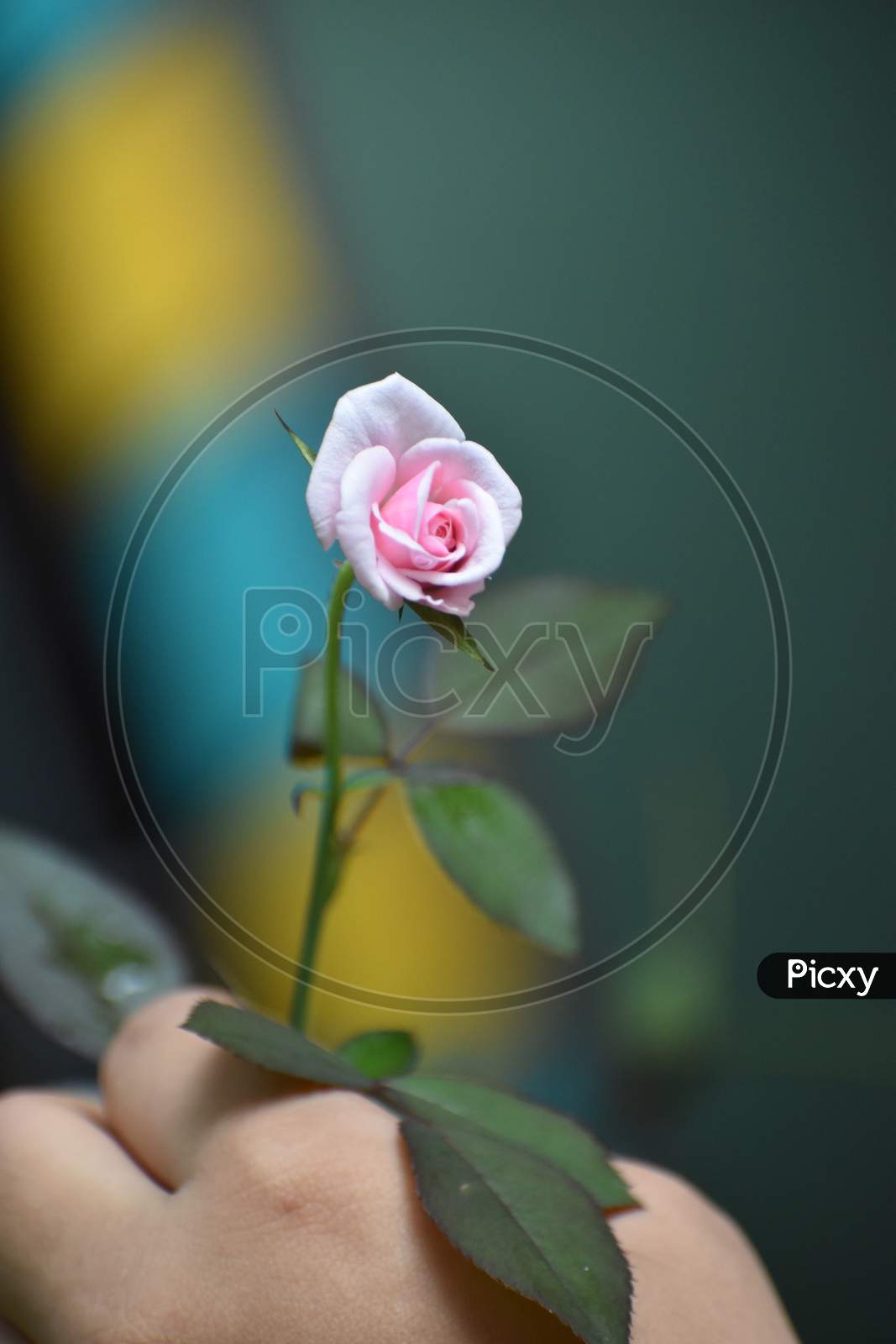 Rose. Bast flowers in world