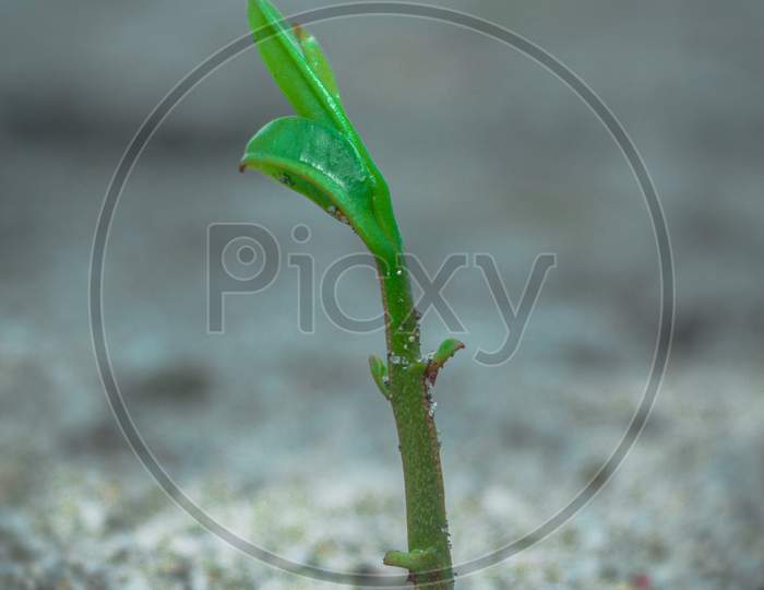 Small tree on the Carita Anyer Beach, Banten, Indonesia