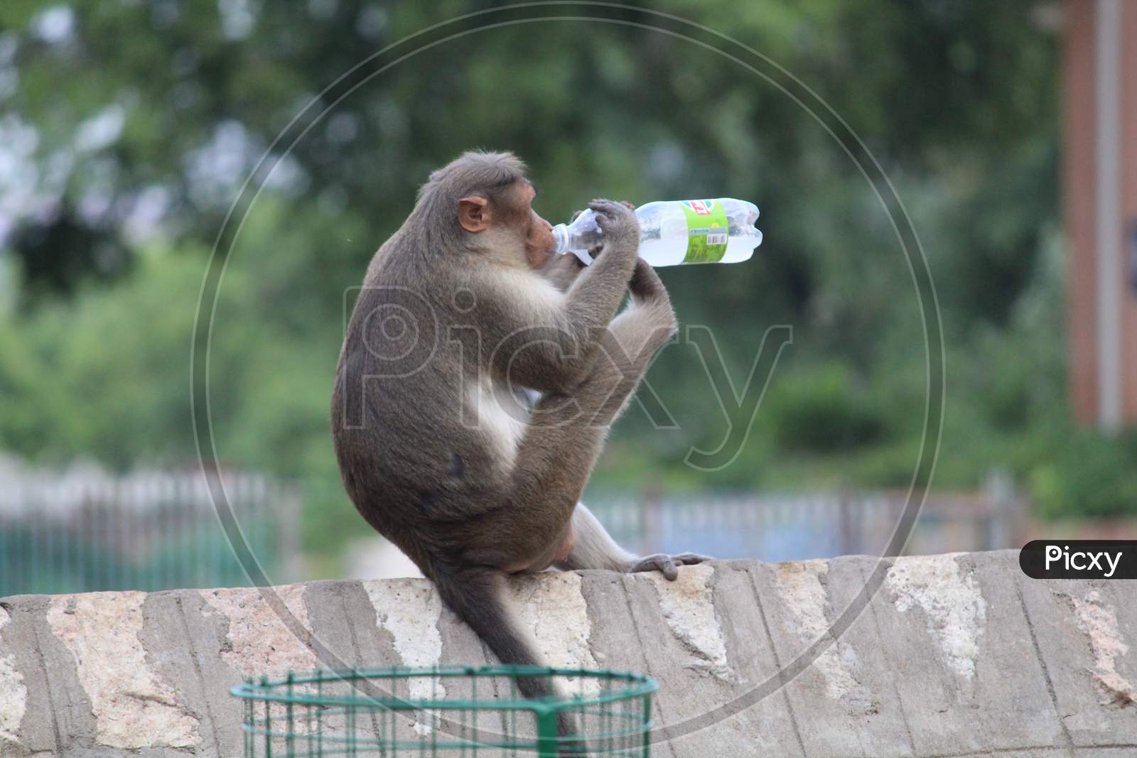 Funny monkey drinking
