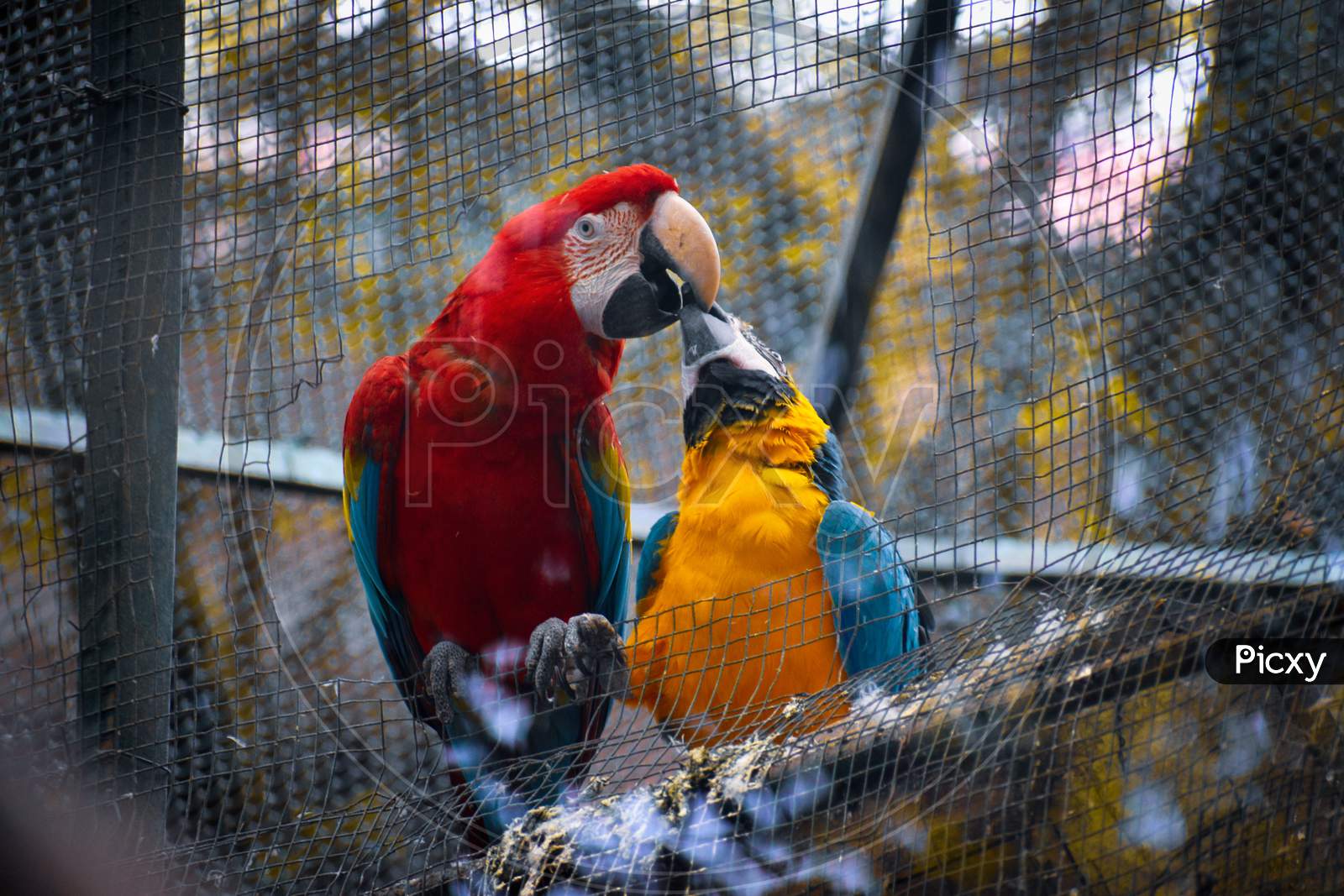 Macaws feeding each other