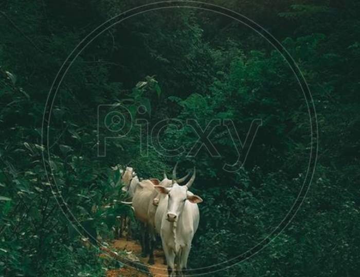 Deep forest with Indian Cow's,  Nature Photography