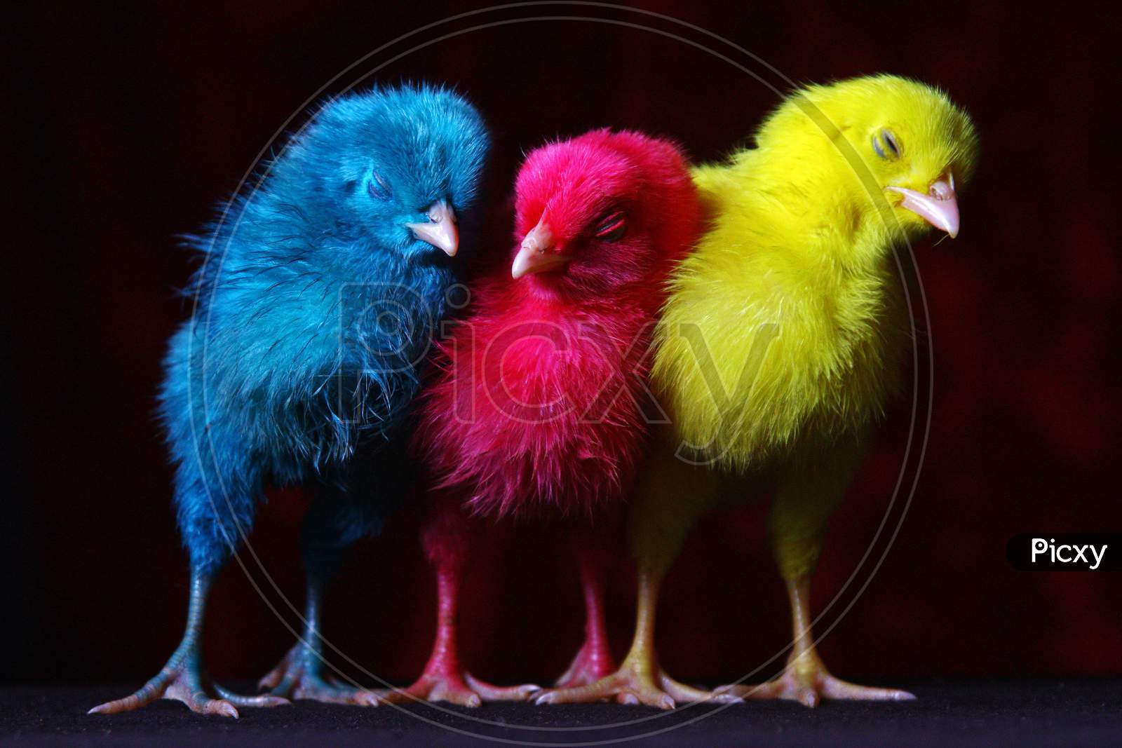 3 Colored Chicks