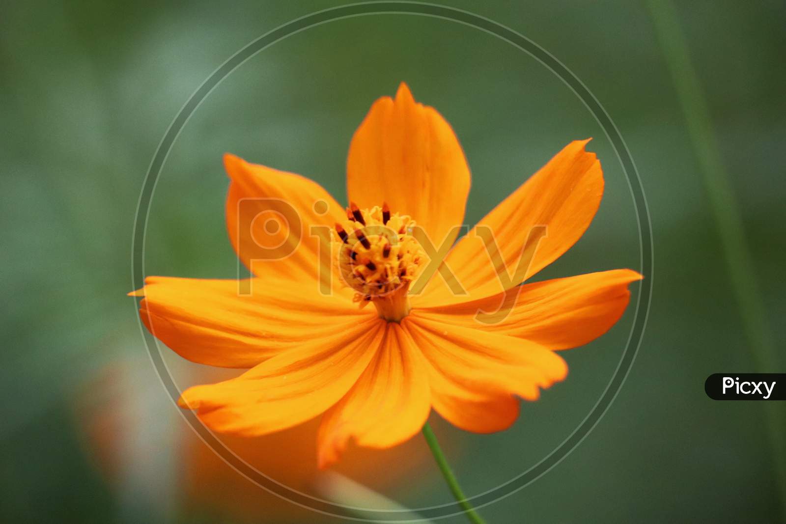 Cosmos flower