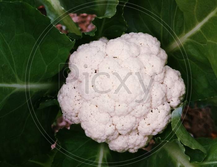 It's a White cauliflower