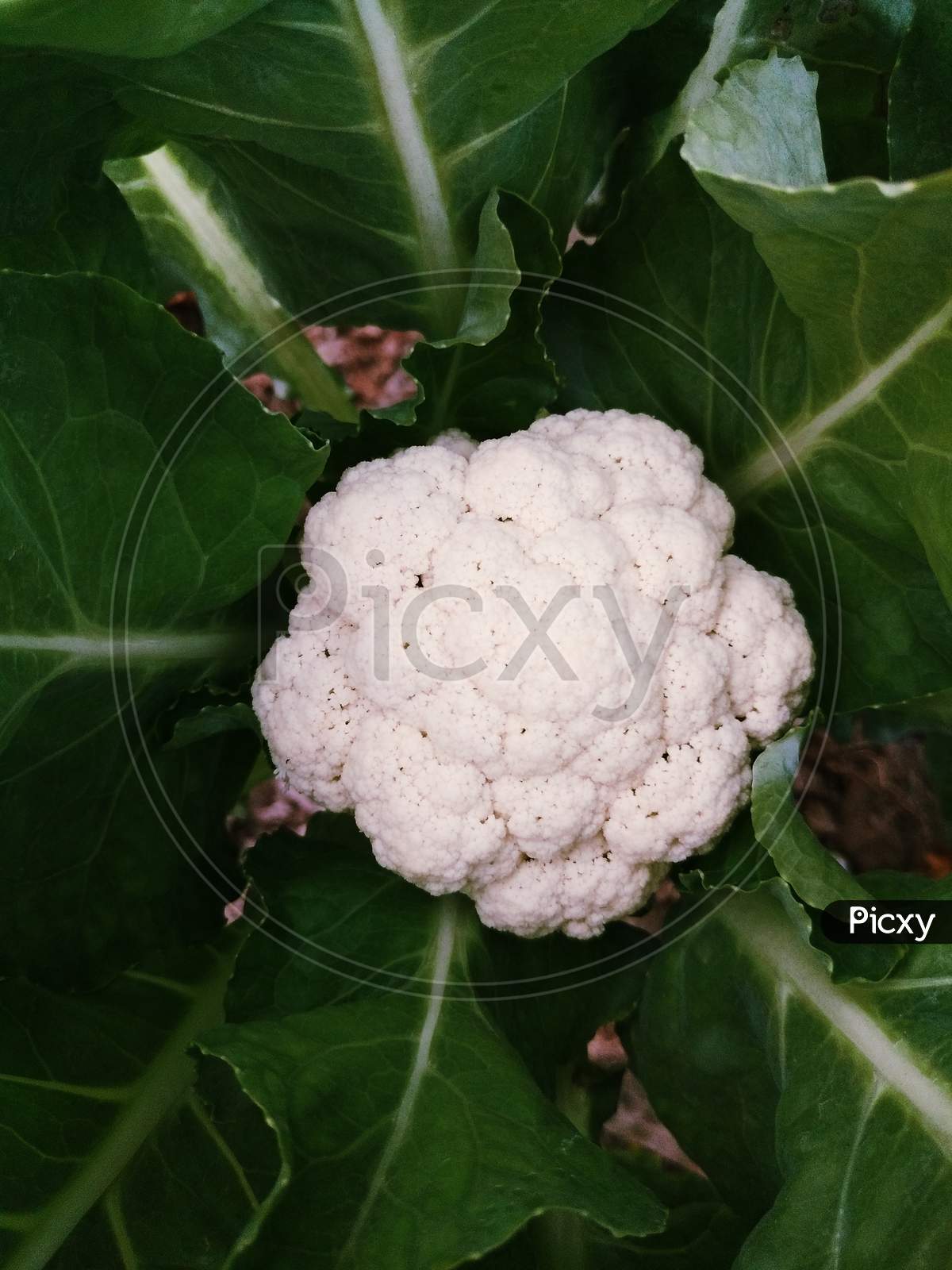 It's a White cauliflower