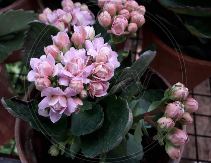 flower photography,vadodara-2018