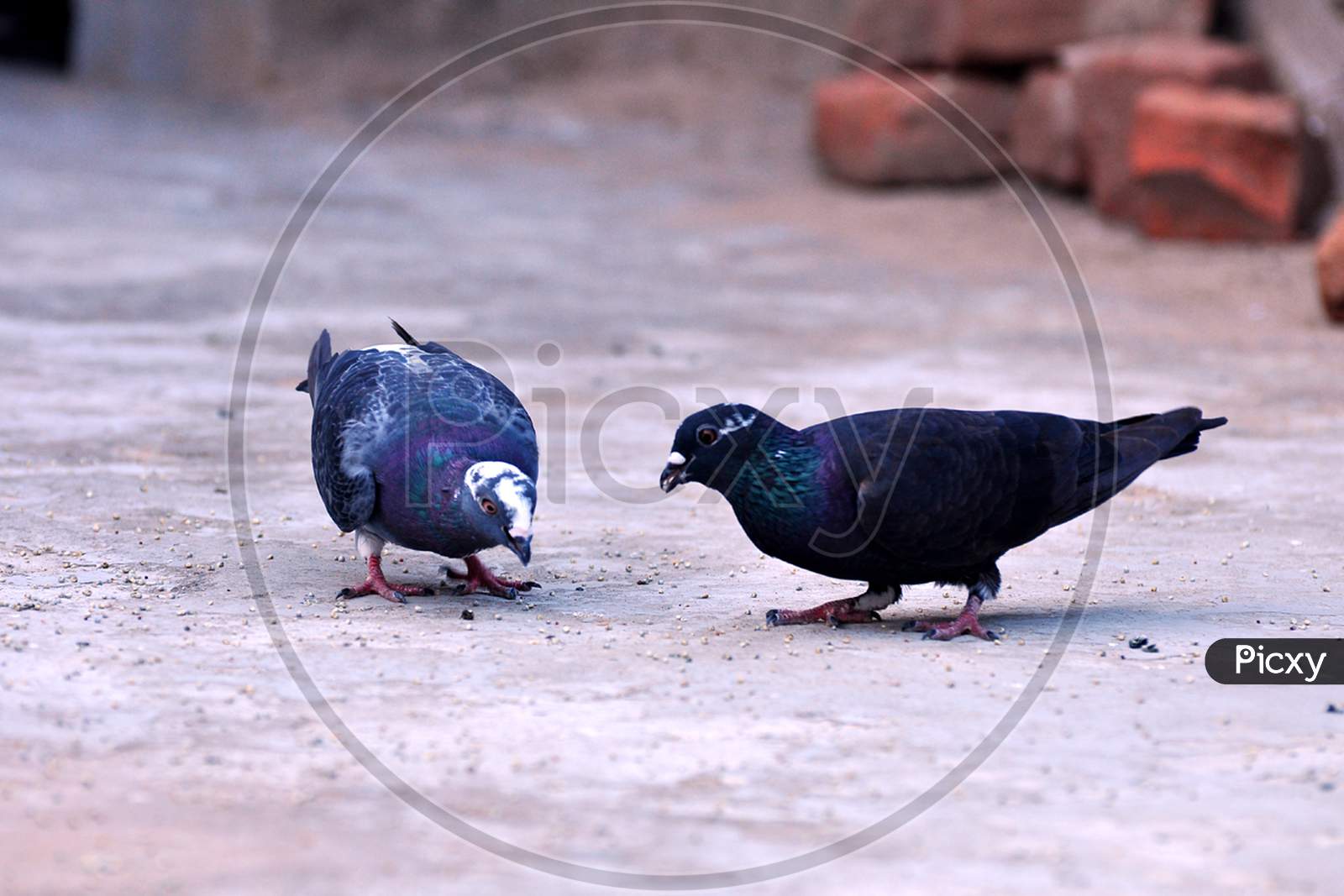 Two black colored feral pigeons eating nuts