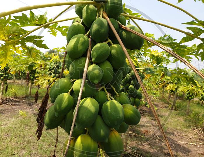 These are the papaya tree