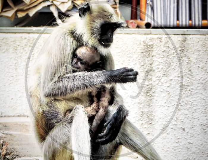 Langur monkey and baby