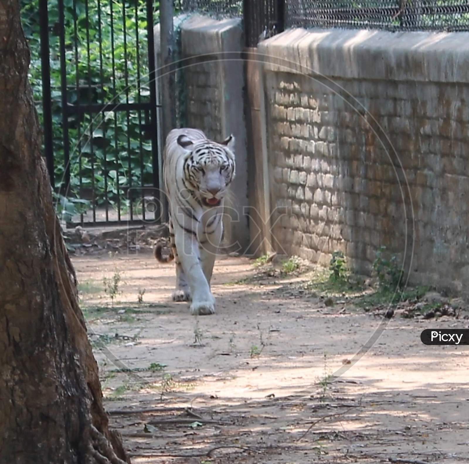 angry  tiger in zoo of india
