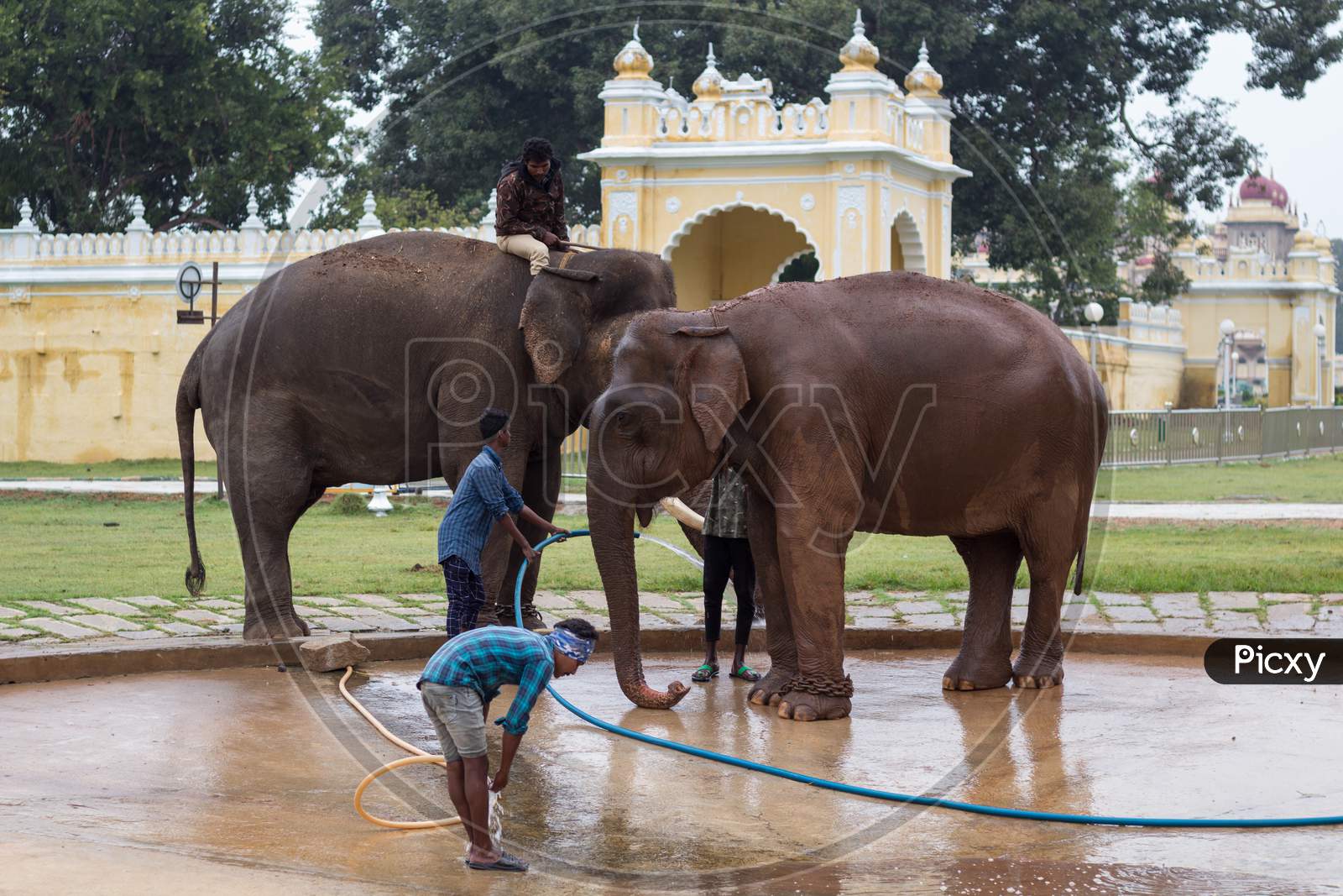 Mahouts or Elephant Handlers seen with the Pachyderms in the water pond inside Palace premises during the Dasara Festival at Mysuru in Karnataka/India.