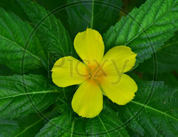 Yellow Flower with leaf