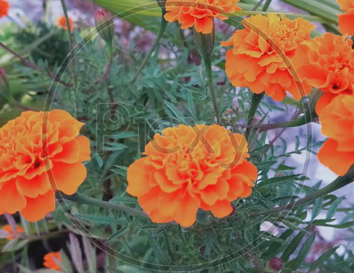 Orange marigold Flower