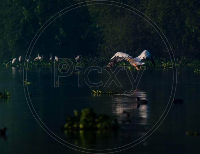 Great White Pelican Took Off