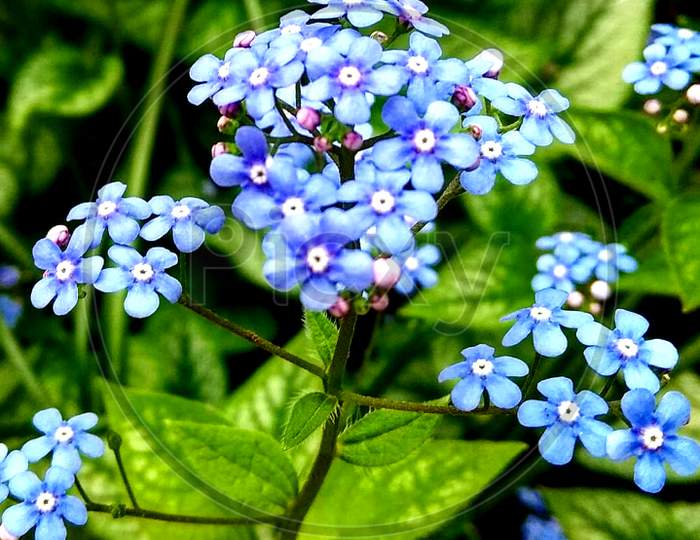 Blue flower plant