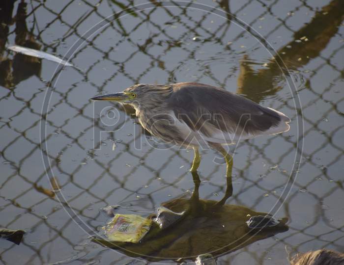 water birds found in jaipur india