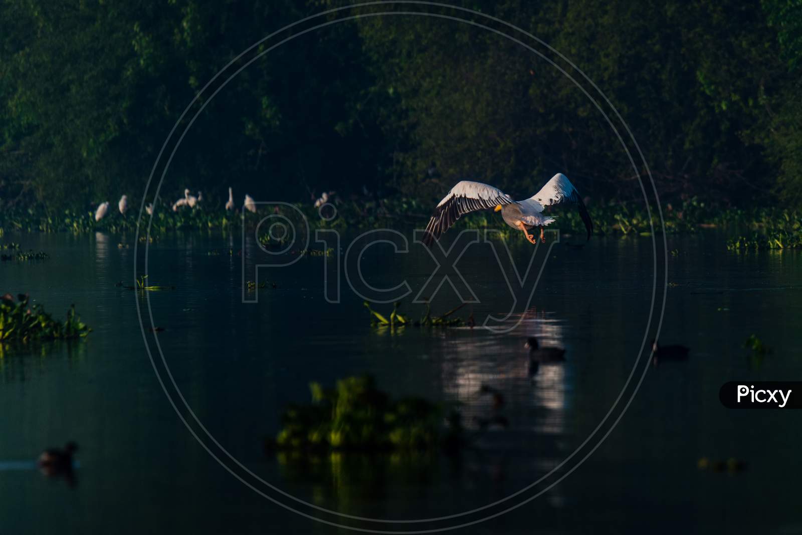 Great White Pelican Took Off