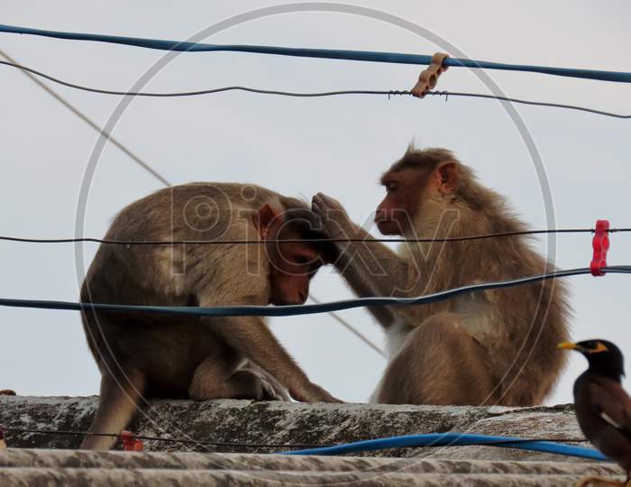 Chennai, Tamil Nadu, India. October 05, 2020 - Two Monkeys Sit On The Roof And Insects Emerge From The Hair