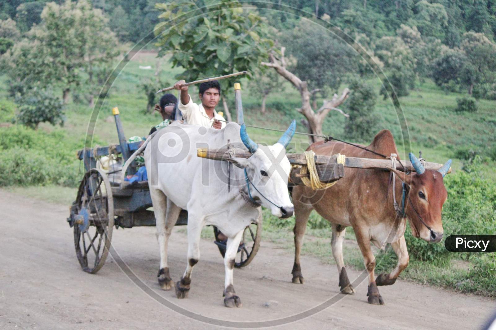 Tribals Transport Vehicle Bull Cart