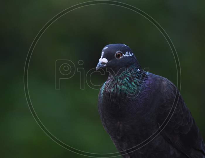 A black colored feral pigeon on a vibrant green background