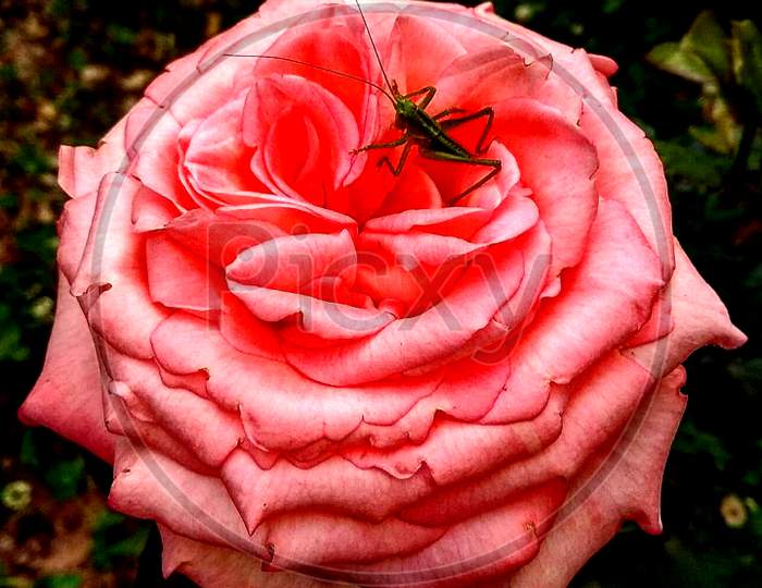 Pink rose petal